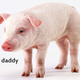 Illustration for article titled No, Humans Are Not Chimp-Pig Hybrids